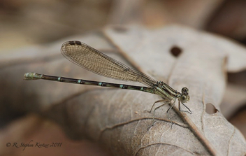 Argia sedula, female